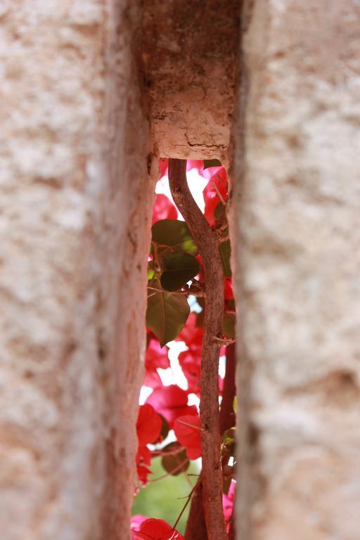Masseria Gianecchia ชิสแตร์นีโน ภายนอก รูปภาพ